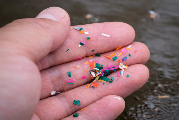 EFSA e microplastiche nei materiali per alimenti: lo studio che ridimensiona gli allarmismi